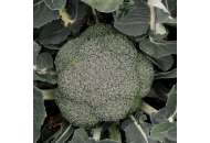 Стромболі F1 (Niz 18-065 F1) - капуста броколі, 2500 насіння, Nickerson Zwaan фото, цiна